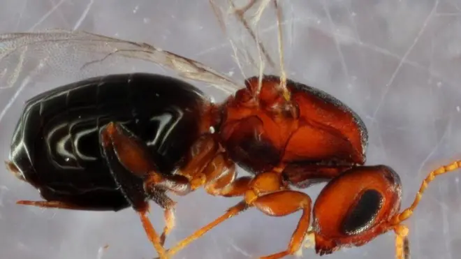 A Bassettia pallida é uma parasite que infecta árvores e ela mesma acaba infectada por outra espécie de vespa recém descoberta