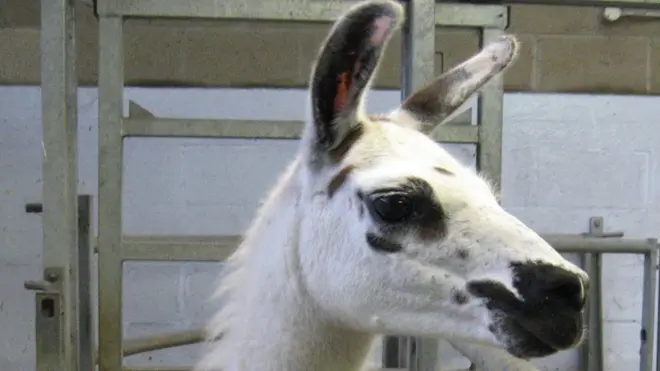 Llamas and alpacas have evolved antibodies that scientists 're-engineer' in the lab