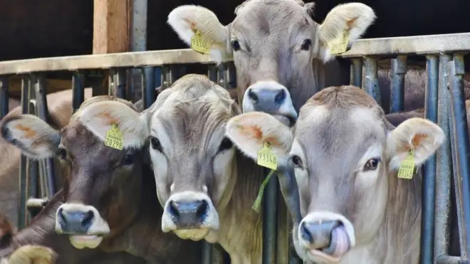 ఇనాఫ్ ట్యాగ్