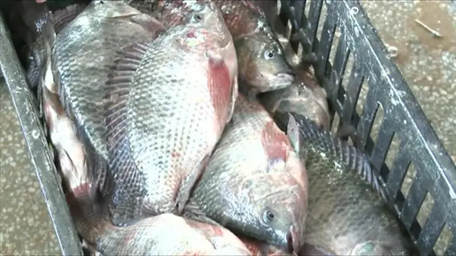 Zambie : la pêche est en danger