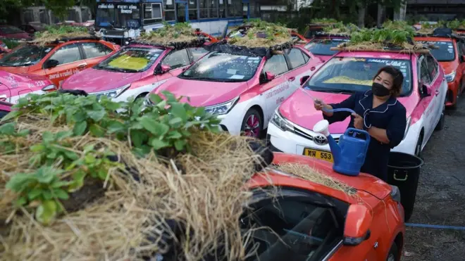 สมาชิกสหกรณ์ราชพฤกษ์แท็กซี่รถน้ำผักที่ปลูกบนหลังคารถแท็กซี่ที่ถูกจอดทิ้งไว้เต็มพื้นที่เช่าจอดรถ หลังเจอวิกฤตโควิด-19 ที่ลุกลามอย่างหนักในระลอก 3 ทำให้ผู้เช่ารถแท็กซี่ไปต่อไม่ไหว