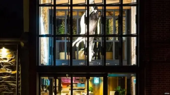 गाय, ऑस्ट्रेलिया, रेस्टोरेंट, मांस, सोशल मीडिया