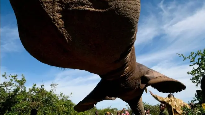 Ọbụghị kwa ụbọchị ka ị ga-ahụ enyi kpodoro isi n'ala ma koro n'ikuku - mana n'ụbọchị Wenesde na obodo Nyeri county dị na Kenya, ihe a bụ ihe mere eme.