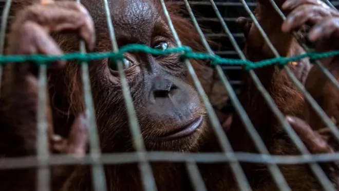 أساليب مبتكرة لمكافحة جرائم الحياة البرية