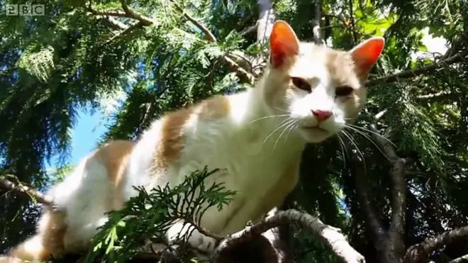 고양이 구조대의 맹활약