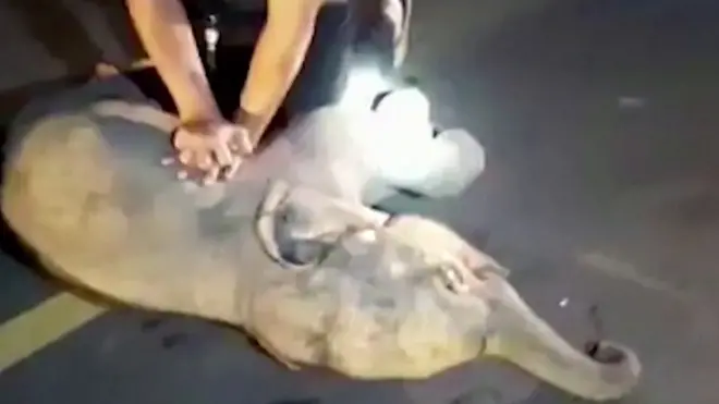 عملية إنعاش لفيل رضيع صدمته دراجة نارية في تايلاند