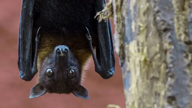 La chauves-souris frugivore est l'hôte naturel de Nipah