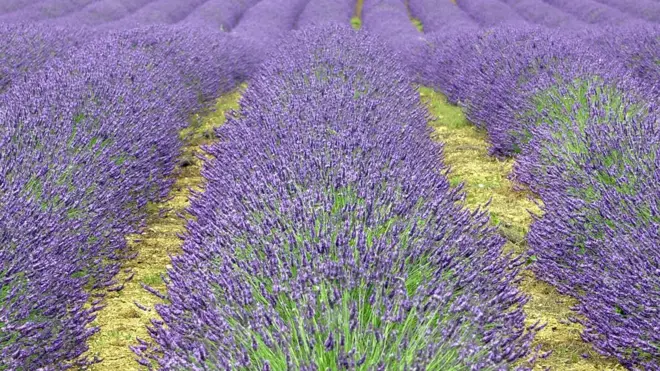 Polje lavande