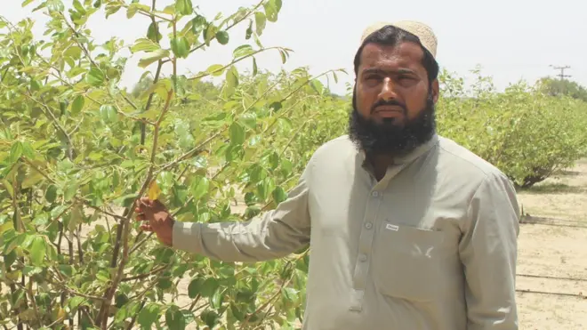 पाकिस्तान, थार, शहाबुद्दीन समेजू