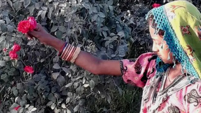 سُرخ گلابوں کا درخت سے درگاہ تک کا سفر