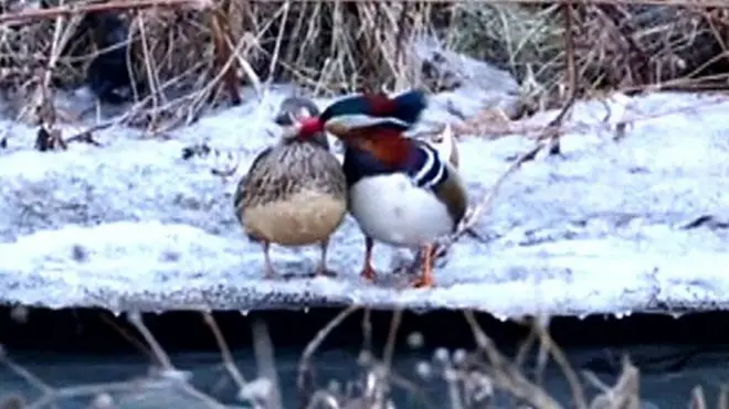 بط صيني يتودد إلى أنثى عند ضفاف نهر