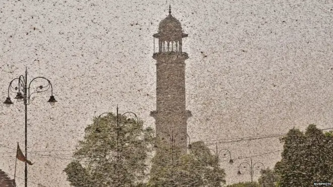 टिड्डियों का हमला