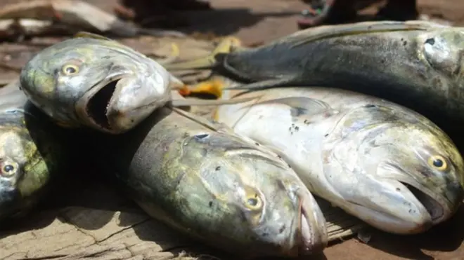 Tahadhari kuhusu ugonjwa unaoathiri tilapia