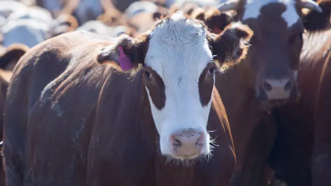 Ganado vacuno en Uruguay