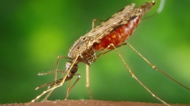 Mosquito Anopheles