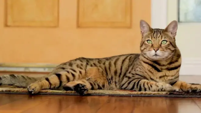 Da li mačka zna kako se zove