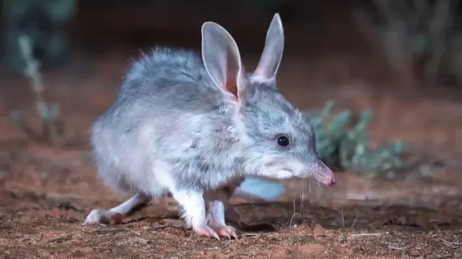 Bilby