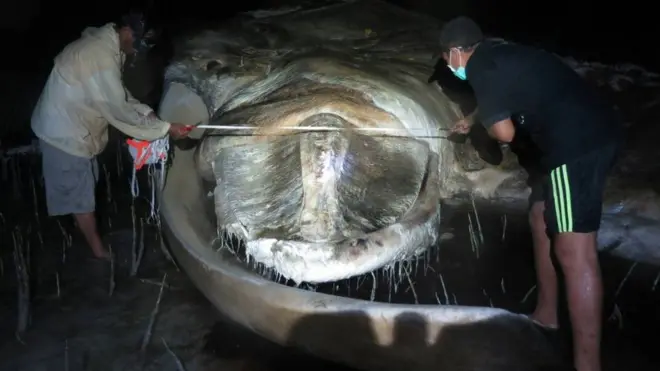 Observasi dan pengambilan sampel bangkai paus oleh LIPI.