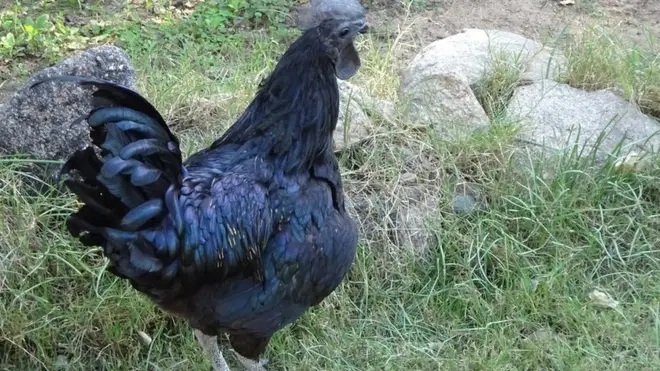 छत्तीसगढ़, मध्यप्रदेश