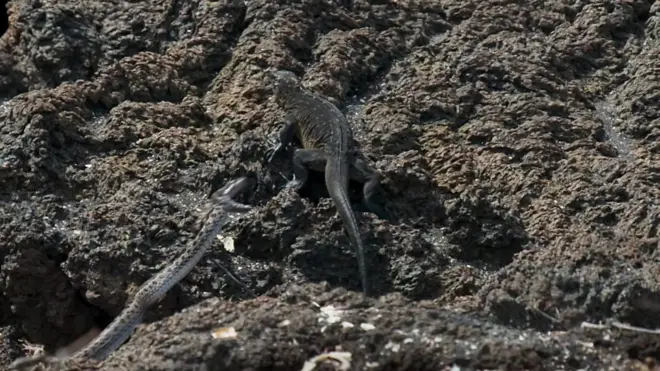 Iguana é perseguida por cobras