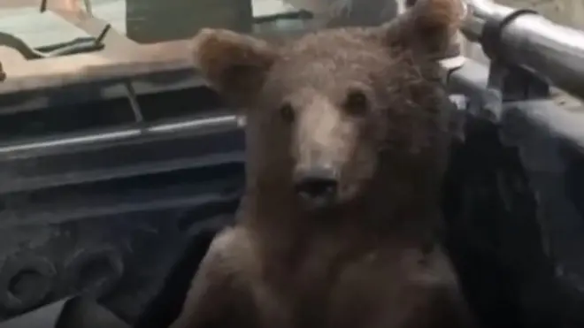 మ్యాడ్ హనీ