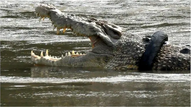 మొసలి మెడలో ఇరుక్కున్న టైరు.. ఆరేళ్ల తర్వాత..