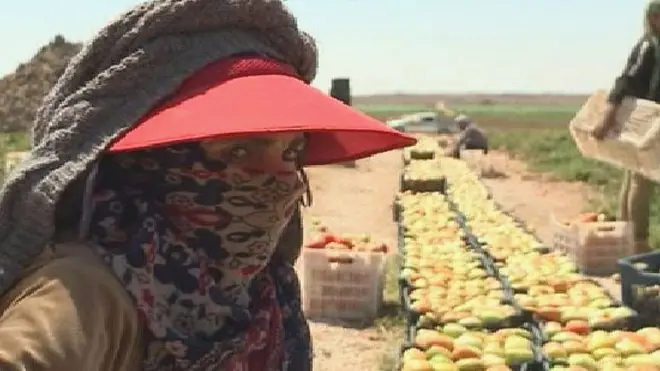 مشروع تشغيل اللاجئين السوريين في الأردن حقق أهدافه؟