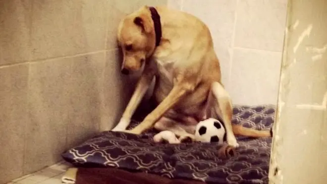 2015 में लाना की यही तस्वीर वायरल हुई थी