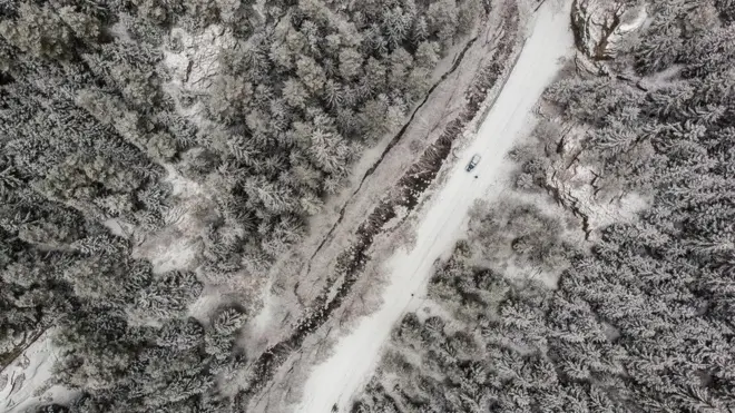 درخت کریسمس