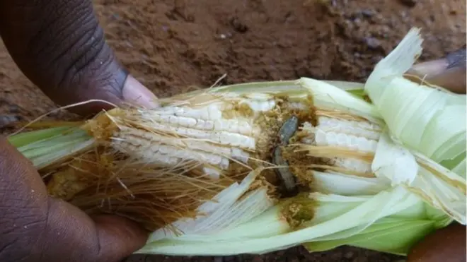 Kiwavi hao kwa jina armyworm wanavamia mimea kama wanajeshi
