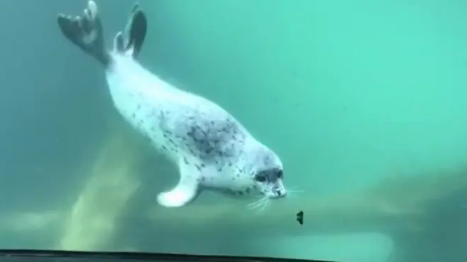 موظفة في حديقة حيوان أوريغون في الولايات المتحدة تصور مقطع فيديو لفقمة وهي تلعب مع فراشة. وتظهر الفقمة كايا، وهي تتبع الفراشة على الطرف الآخر من الزجاج.