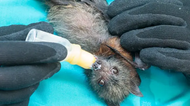 летучая мышь