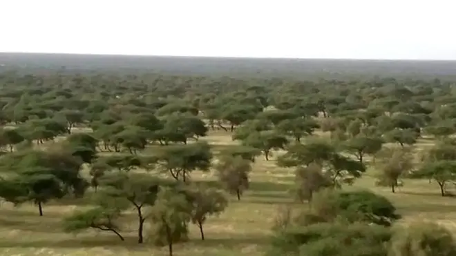 આફ્રિકાની ગ્રેટ ગ્રીન વૉલ