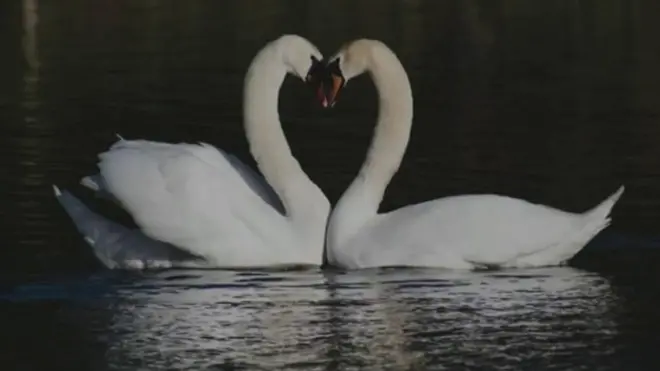 天鹅丧偶孤独四年，疫情封锁之下再遇真爱