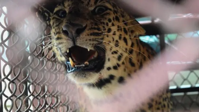 तनहुँमा नियन्त्रणमा लिइएको चितुवा।