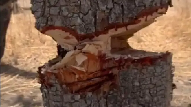 Ces arbres qui saignent-BBC Africa Eye