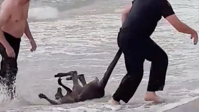 The officers dragged the unconscious animal back to the beach