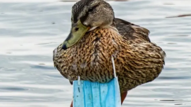 الطيور تعاني تلوث البيئة