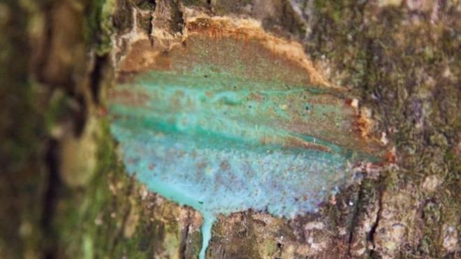 Sustancia azul saliendo de un árbol