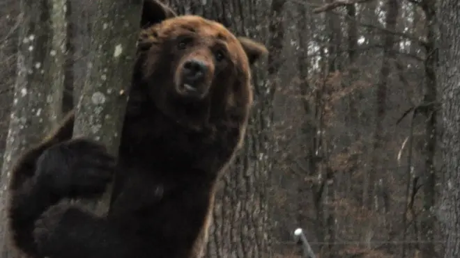 Ведмедицю Ласку раніше звали Маша, на неї натравлювали собак, а сама вона жила у невеликій клітці - її показували за гроші. Зоозахисникам вдалося забрати її звідти