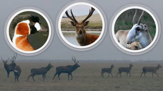 Асканія-Нова - як зимують звірі і птахи