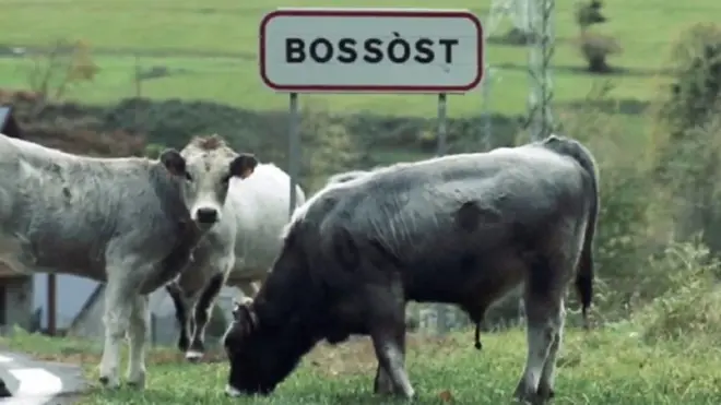 Vacas en Bossost