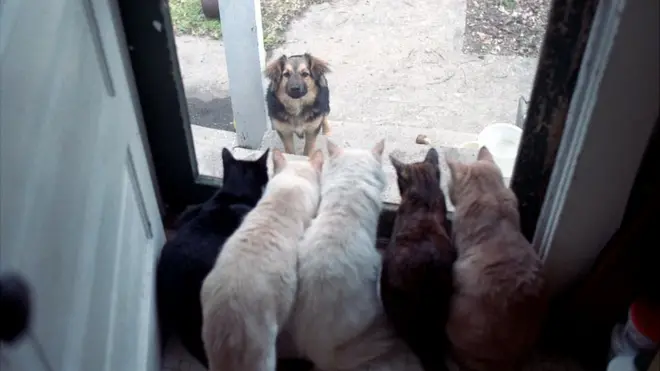 Коти і собака