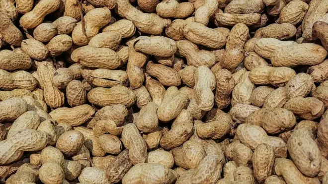 بادام زمینی