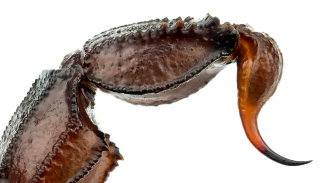 Жало скорпиона