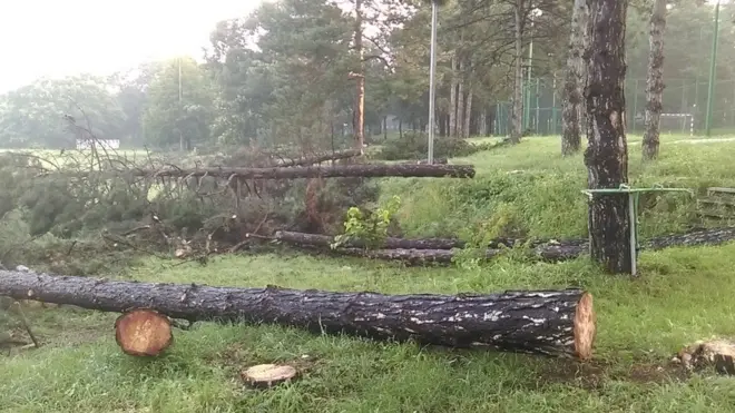 Posečena stabla bora u Košutnjaku