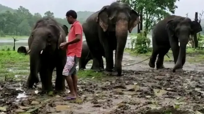 ఏనుగు తెలివి