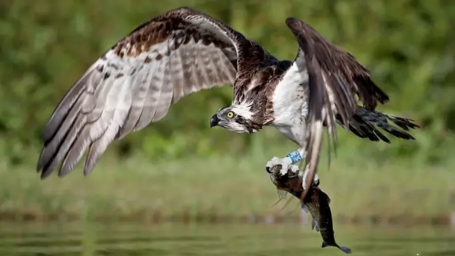An osprey catches a rainbow trout in a loch near Aviemore in the Cairngorms