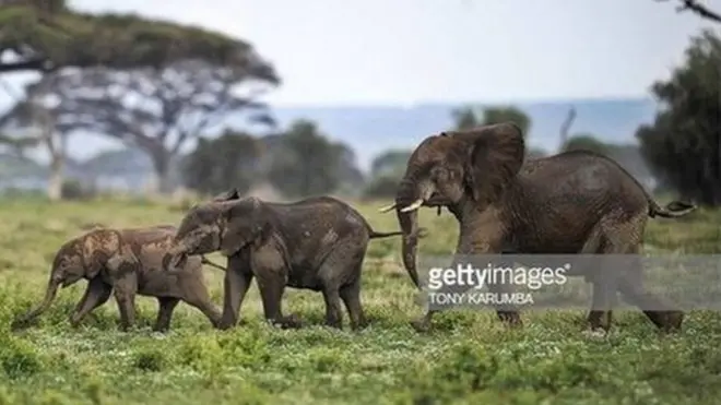 Les défenseurs des espèces protégés craignent que les éléphanteaux transférés en chine soient traumatisés
