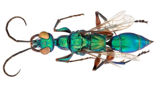 Controle de pragas : quem não aprovaria o trabalho de Ampulex compressa?